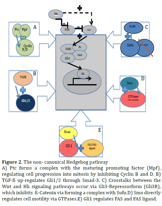 pancreas-canonical-hedgehog-pathway