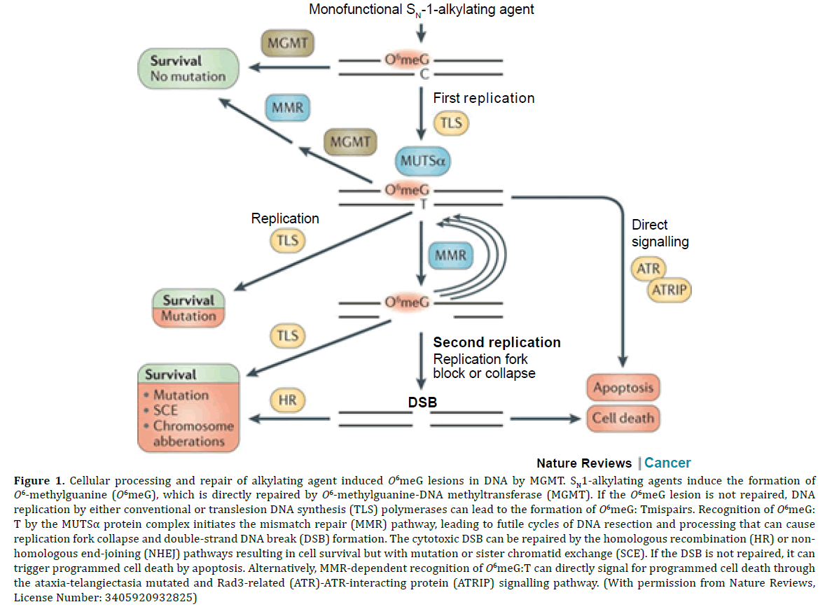 pancreas-cellular-alkylating-agent