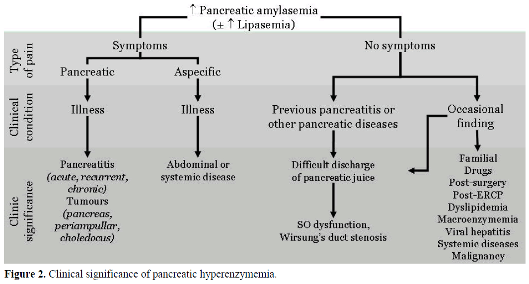 pancreas-clinical-significance-pancreatic