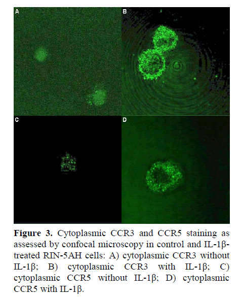 pancreas-confocal-microscopy-control