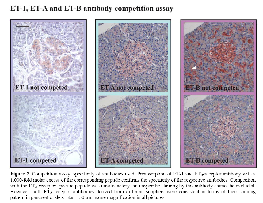 pancreas-corresponding-peptide-confirms