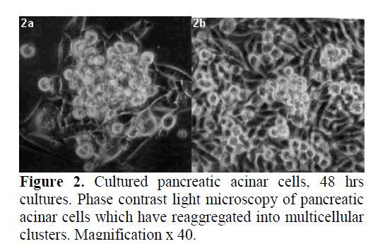 pancreas-cultured-pancreatic-acinar