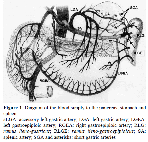 pancreas-diagram-blood-supply
