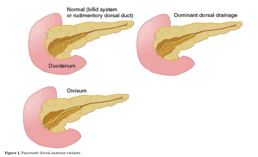 pancreas-ductal-anatomy