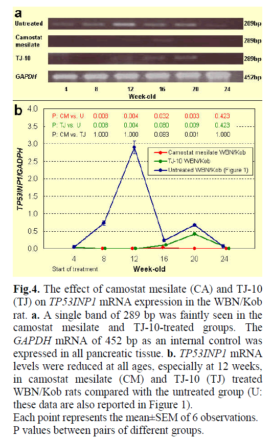 pancreas-effect-camostat-mesilate