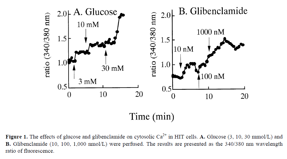 pancreas-effects-glucose-glibenclamide