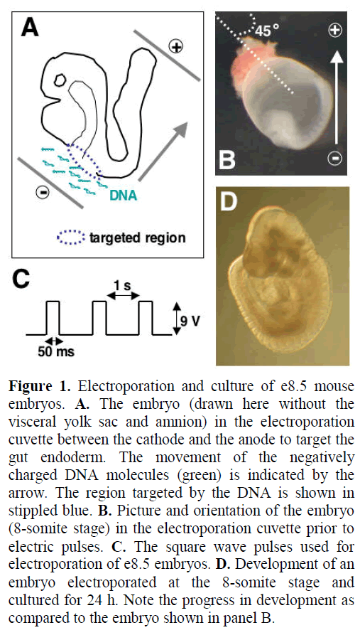 pancreas-electroporation-culture-mouse