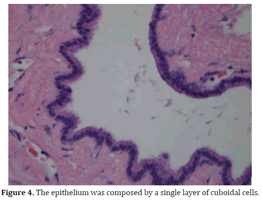 pancreas-epithelium-single-layer