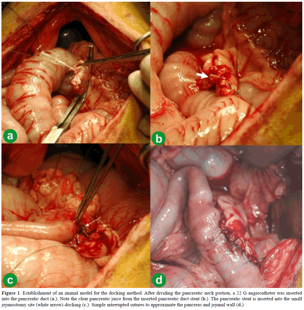 pancreas-establishment-animal-model