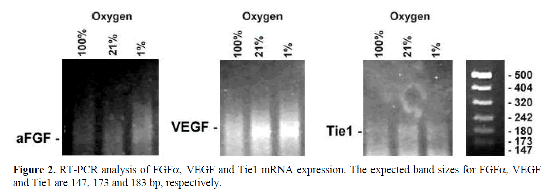 pancreas-expected-band-sizes-FGF