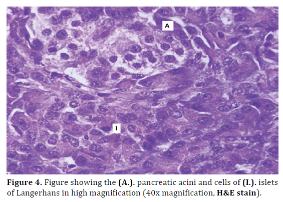 pancreas-figure-pancreatic-acini