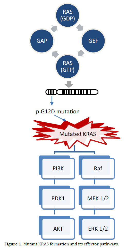 pancreas-formation-effector-pathways