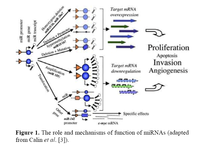 pancreas-function-miRNAs