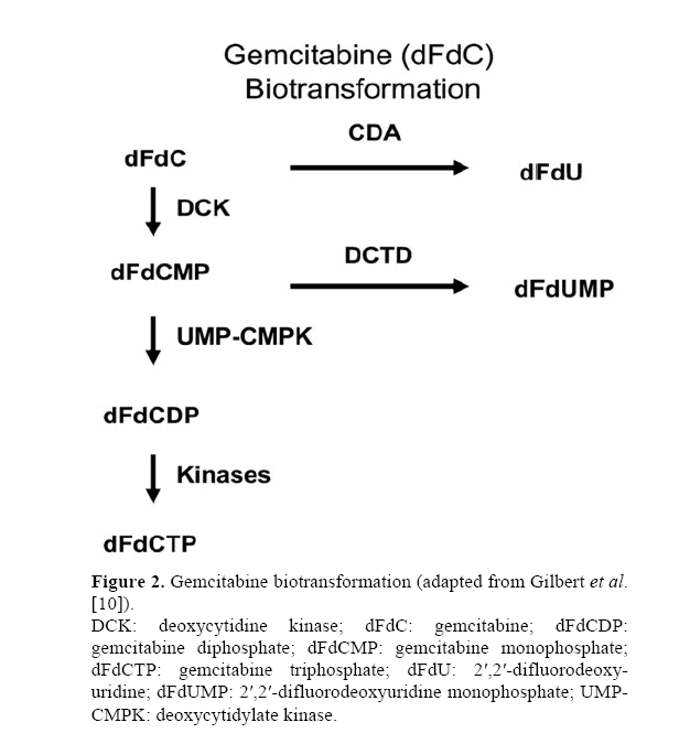 pancreas-gemcitabine-biotransformation