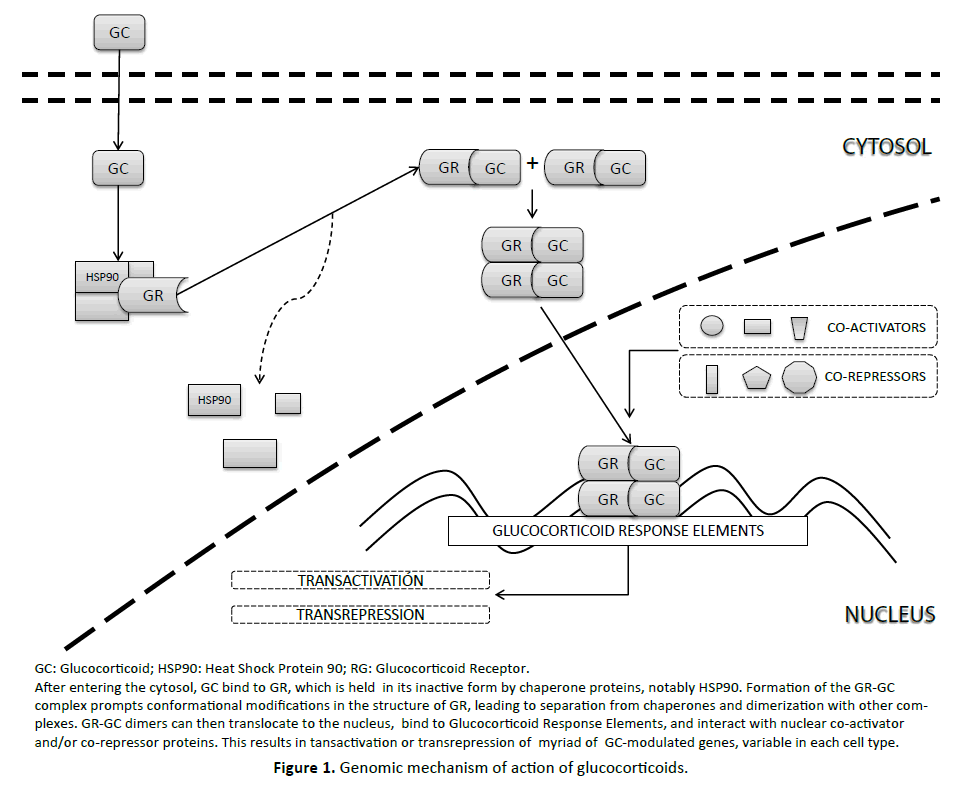 pancreas-genomic-mechanism-glucocorticoids