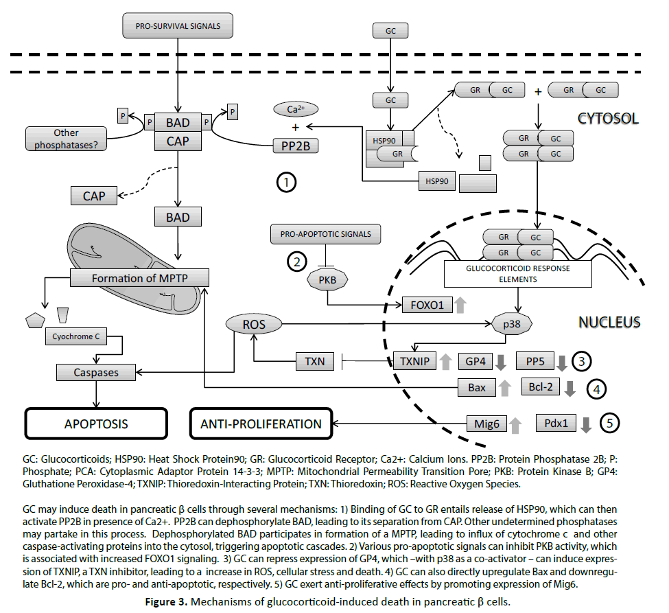 pancreas-glucocorticoid-induced-death