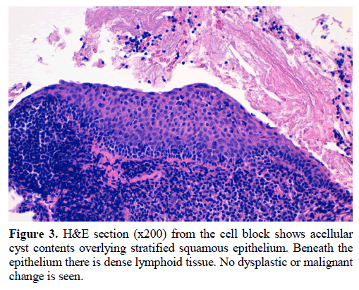 pancreas-he-section-cell-block