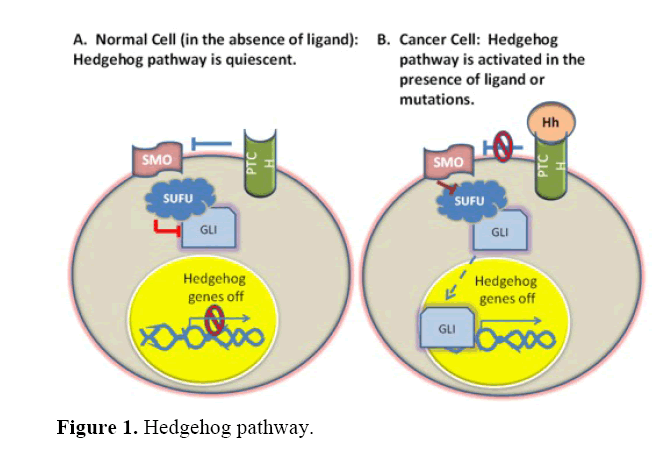 pancreas-hedgehog-pathway