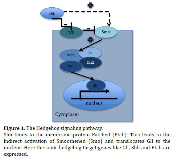 pancreas-hedgehog-signaling