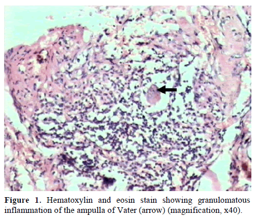 pancreas-hematoxylin-eosin-stain