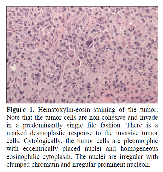 pancreas-hematoxylin-eosin-staining