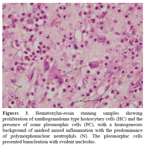 pancreas-hematoxylin-eosin-staining-samples