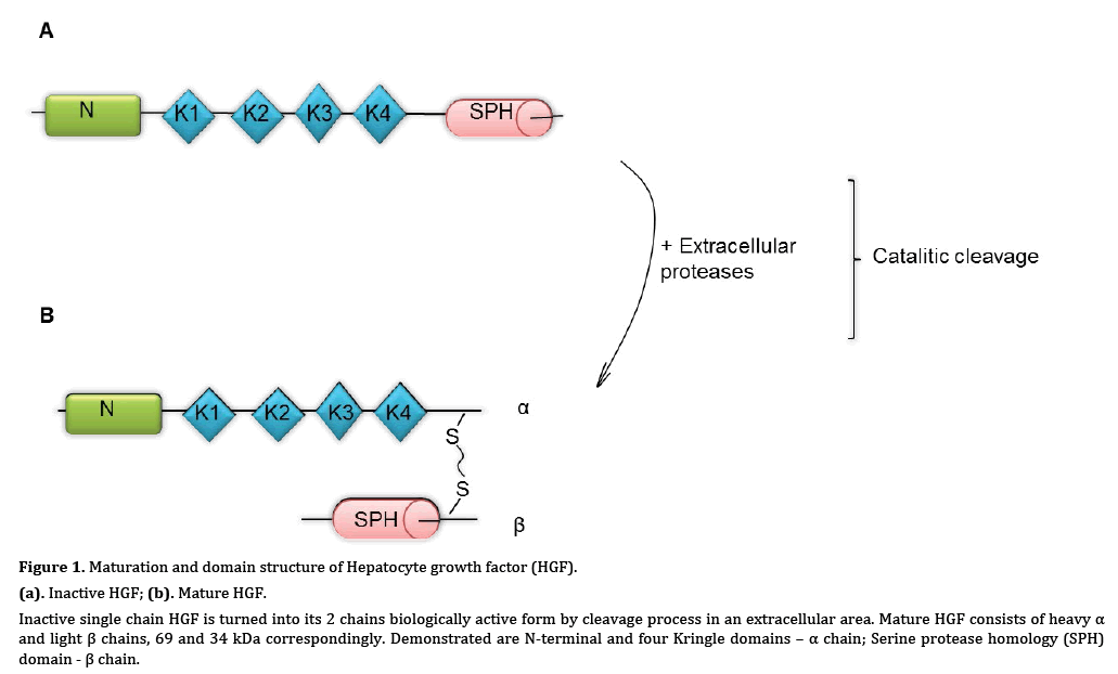 pancreas-hepatocyte