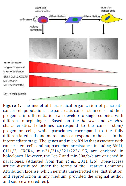 pancreas-hierarchical-cancer-cell