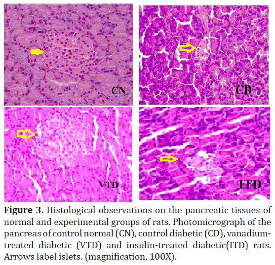 pancreas-histological-observations