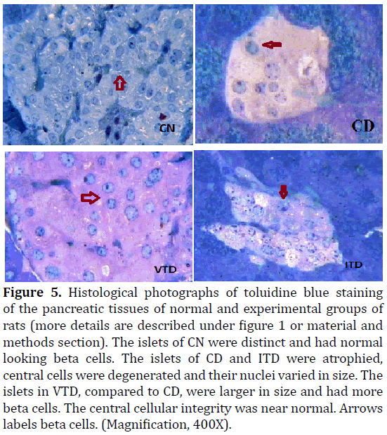 pancreas-histological-photographs