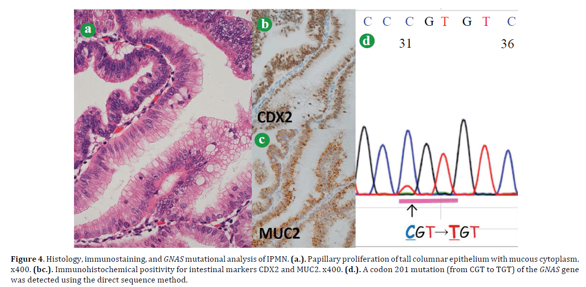 pancreas-histology-immunostaining-gnas