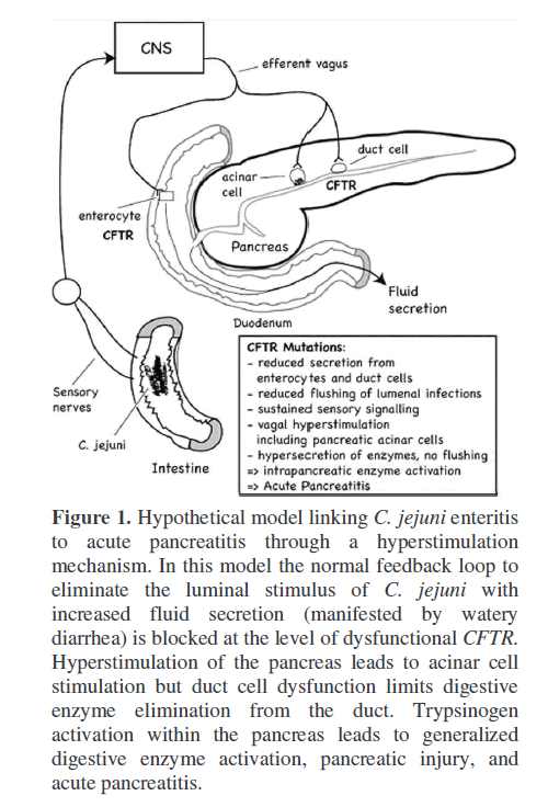 pancreas-hypothetical-model-linking