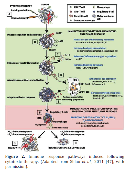 pancreas-immune-cytotoxic-therapy