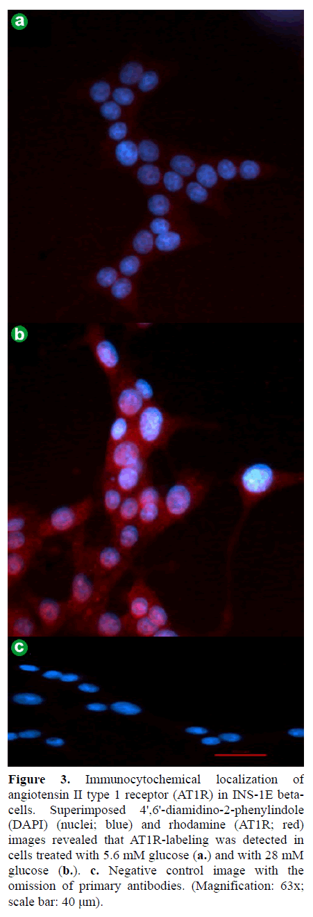 pancreas-immunocytochemical-localization