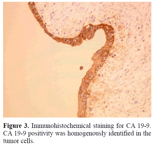 pancreas-immunohistochemical-staining