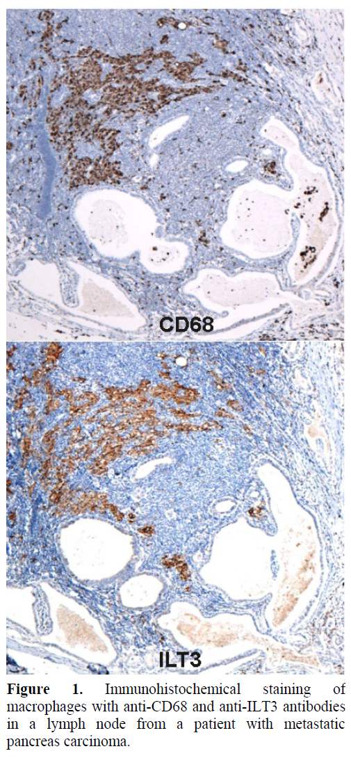 pancreas-immunohistochemical-staining