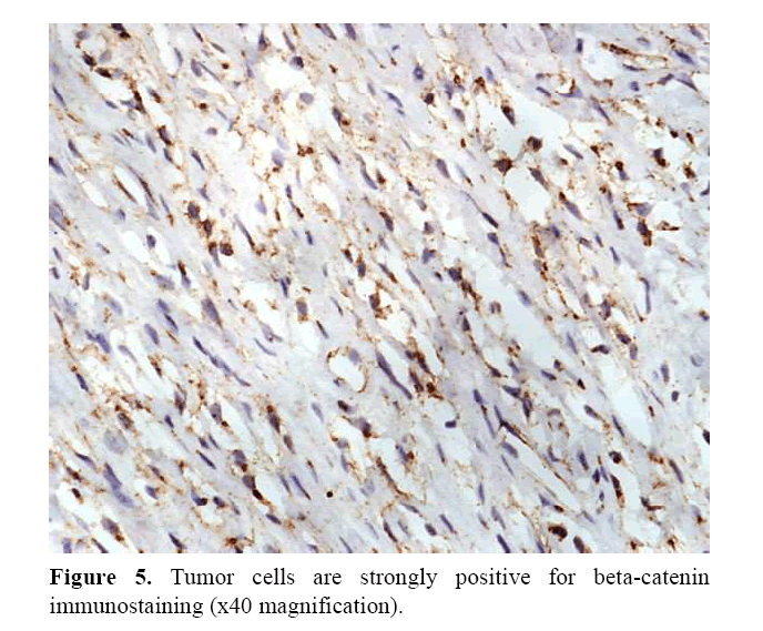 pancreas-immunostaining-x40-magnification