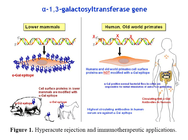 pancreas-immunotherapeutic-applications