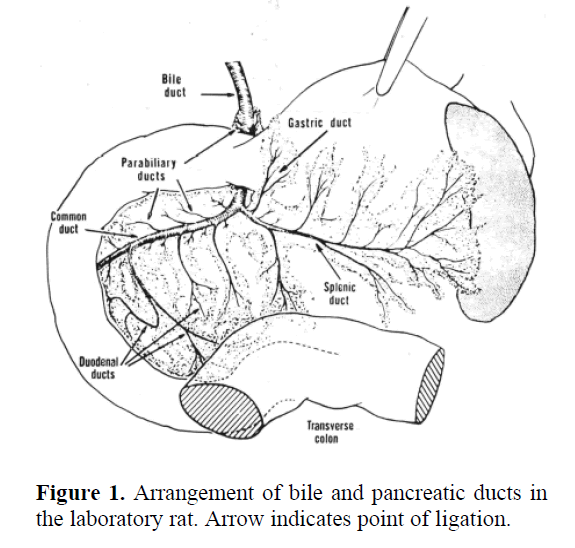 pancreas-indicates-point-ligation