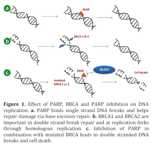 pancreas-inhibition-replication-binds