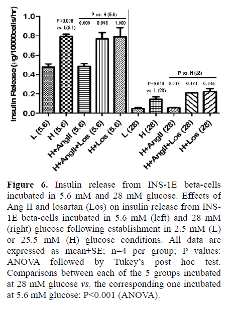 pancreas-insulin-release-beta-cells