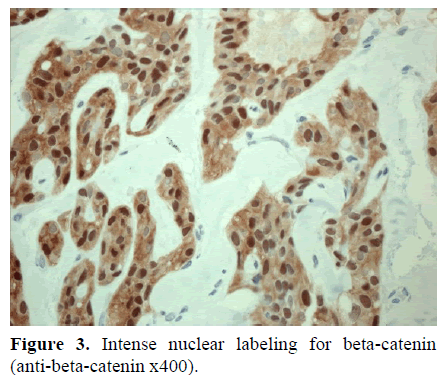 pancreas-intense-nuclear-labeling