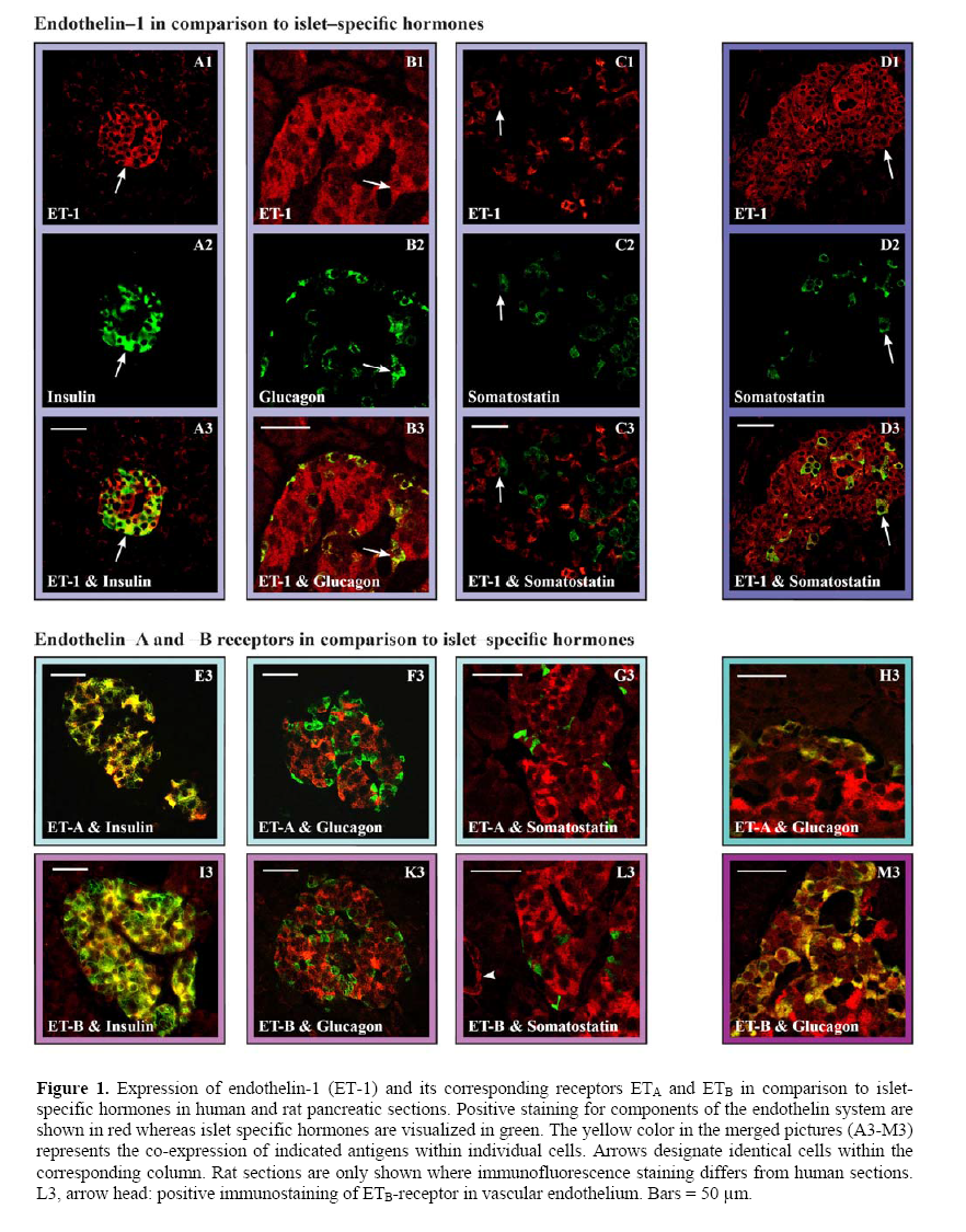 pancreas-isletspecific-hormones-human