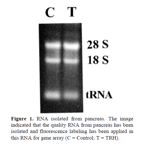 pancreas-isolated-fluorescence-labeling