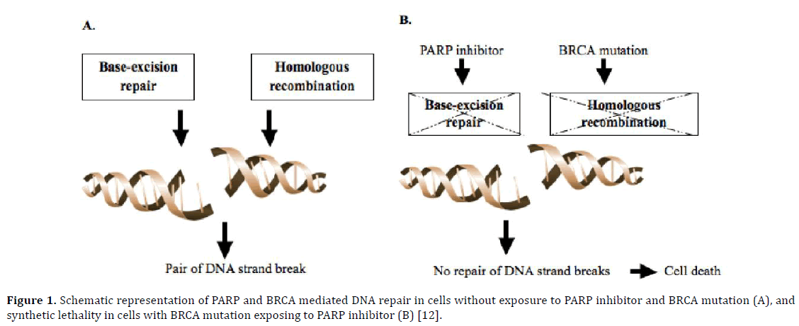 pancreas-lethality-cells-mutation