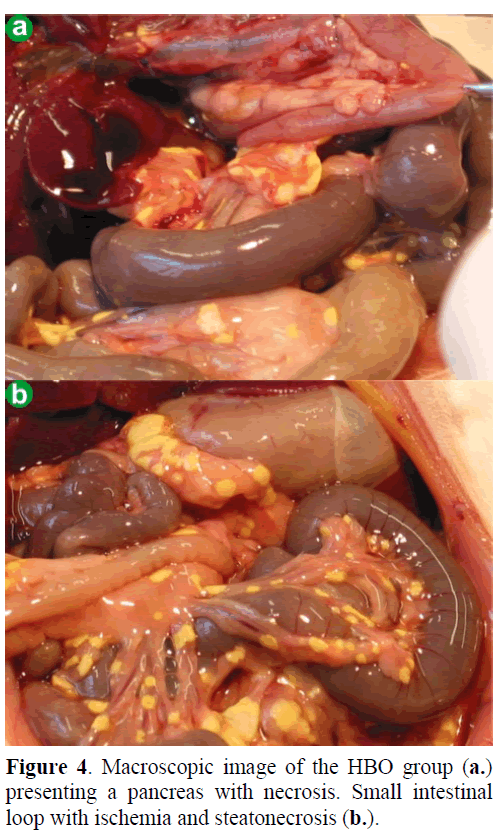 pancreas-macroscopic-image-group