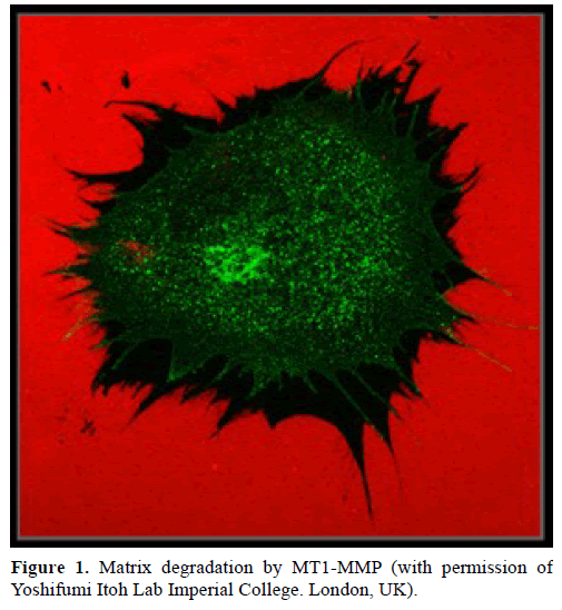 pancreas-matrix-degradation-imperial