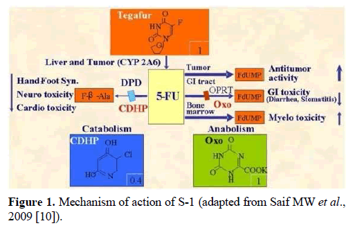 pancreas-mechanism-action