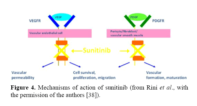 pancreas-mechanisms-action-sunitinib