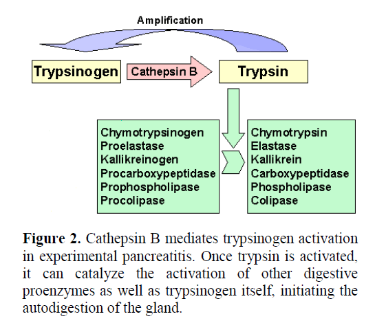pancreas-mediates-trypsinogen-activation